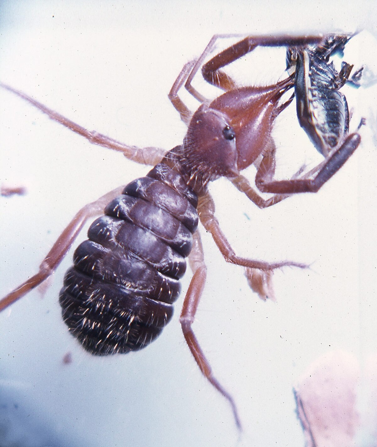 Daesiidae