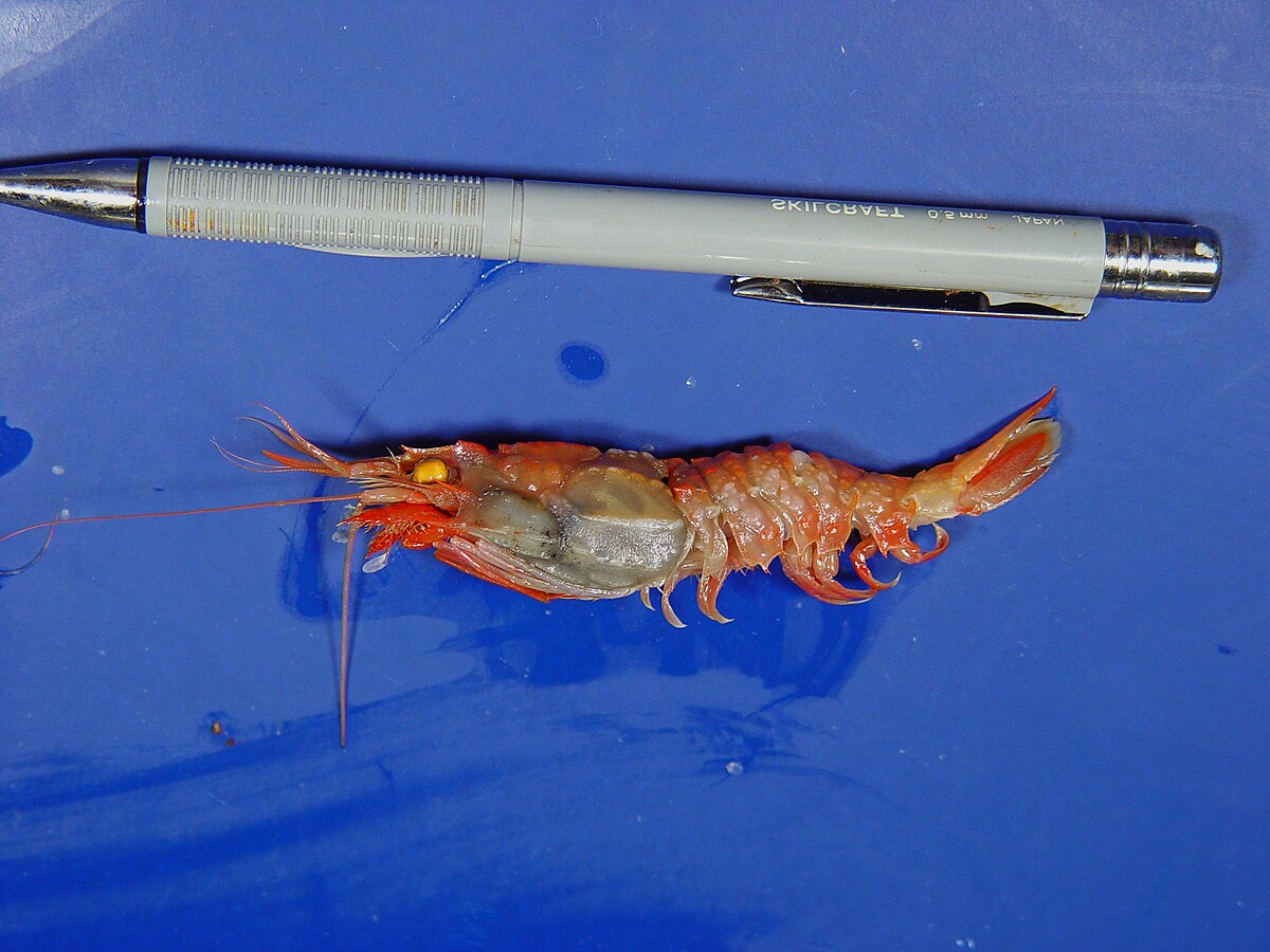 Glyphocrangon