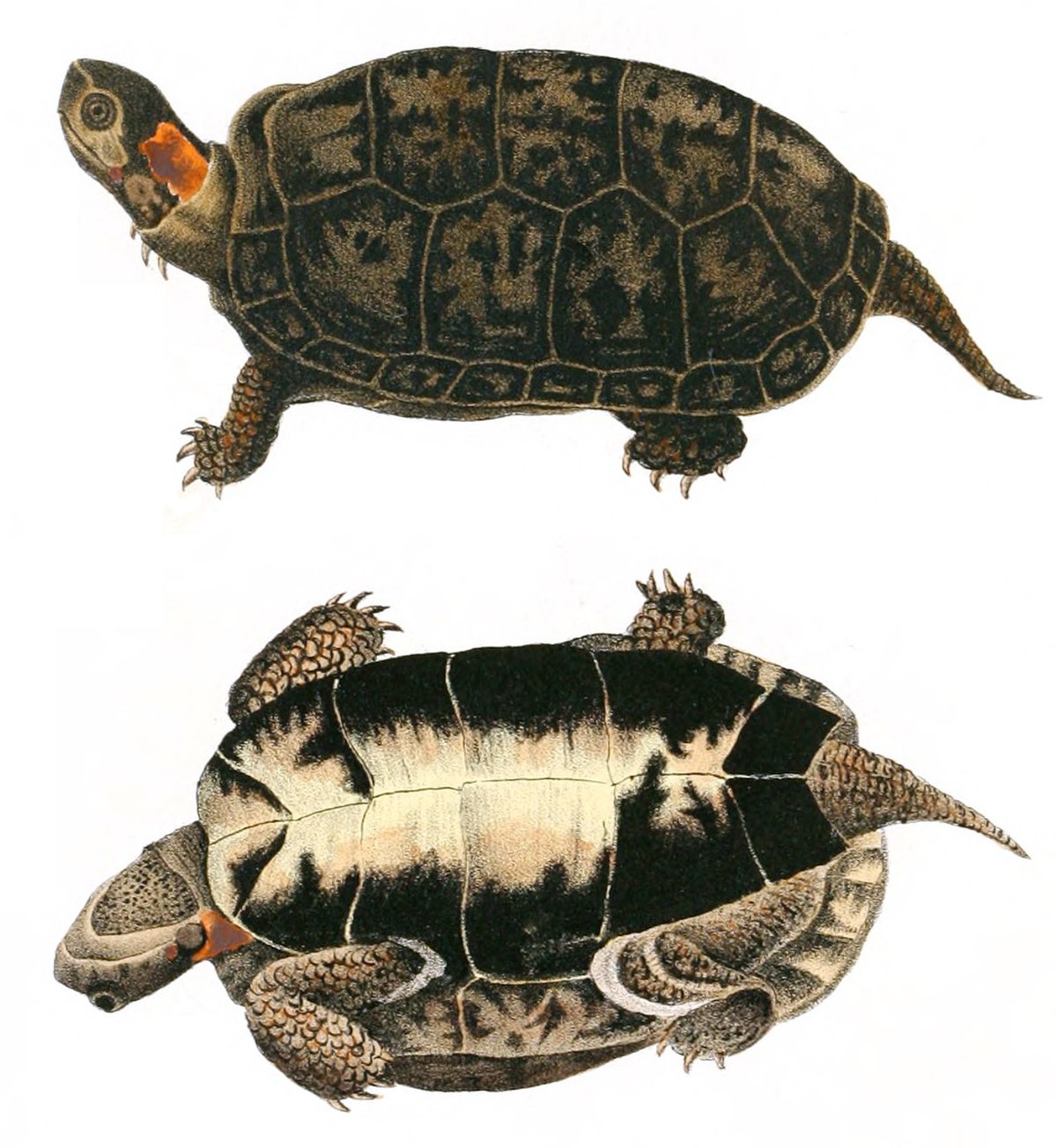 Tortue de marais