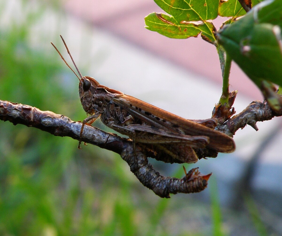 Chorthippus biguttulus