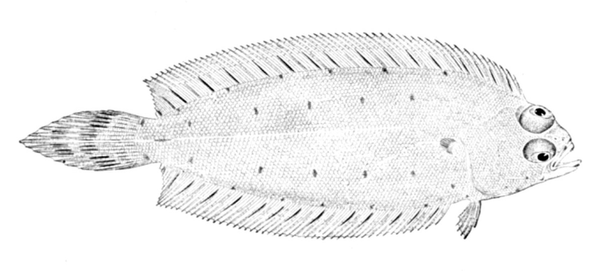 Glyptocephalus