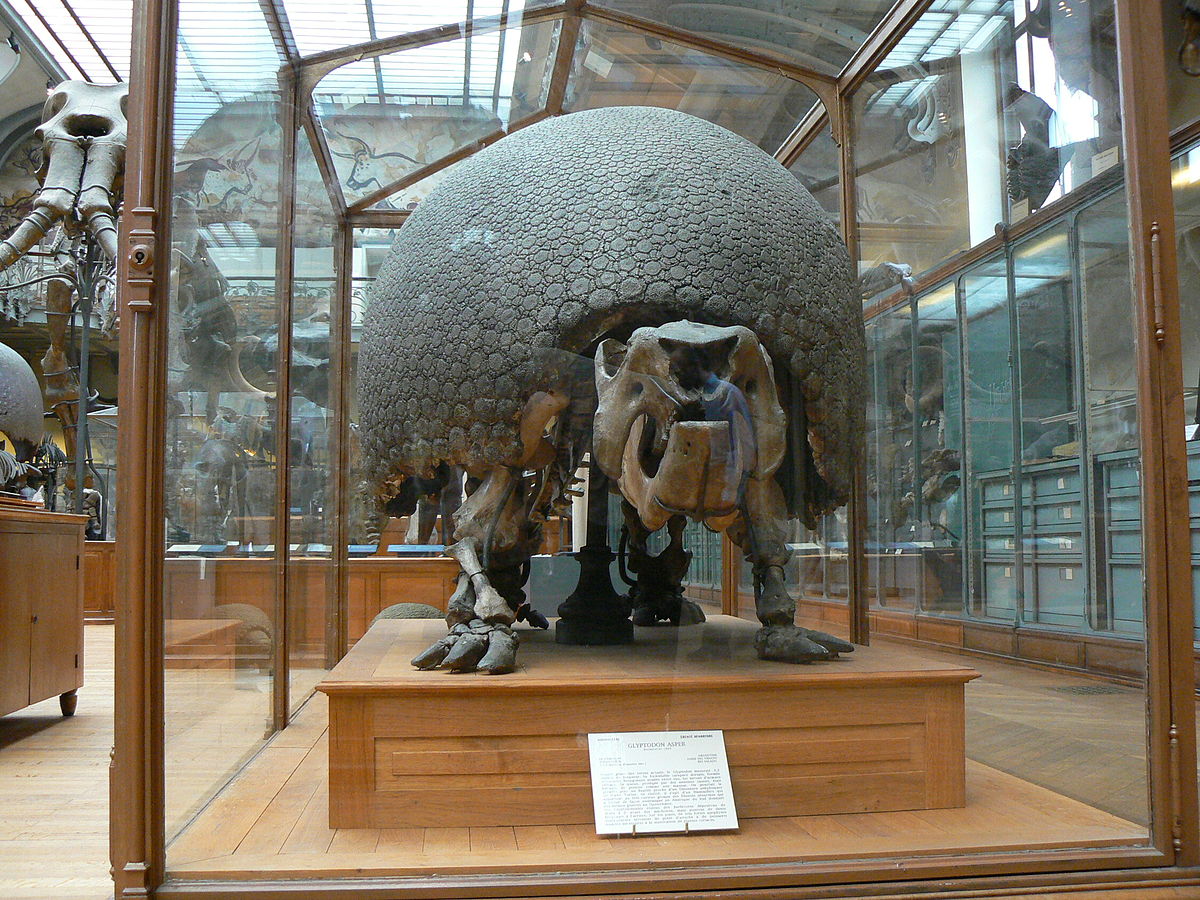 Glyptodon asper front.JPG