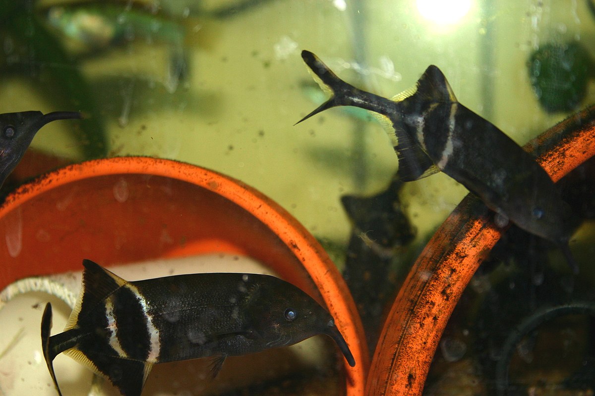 Mormyridae