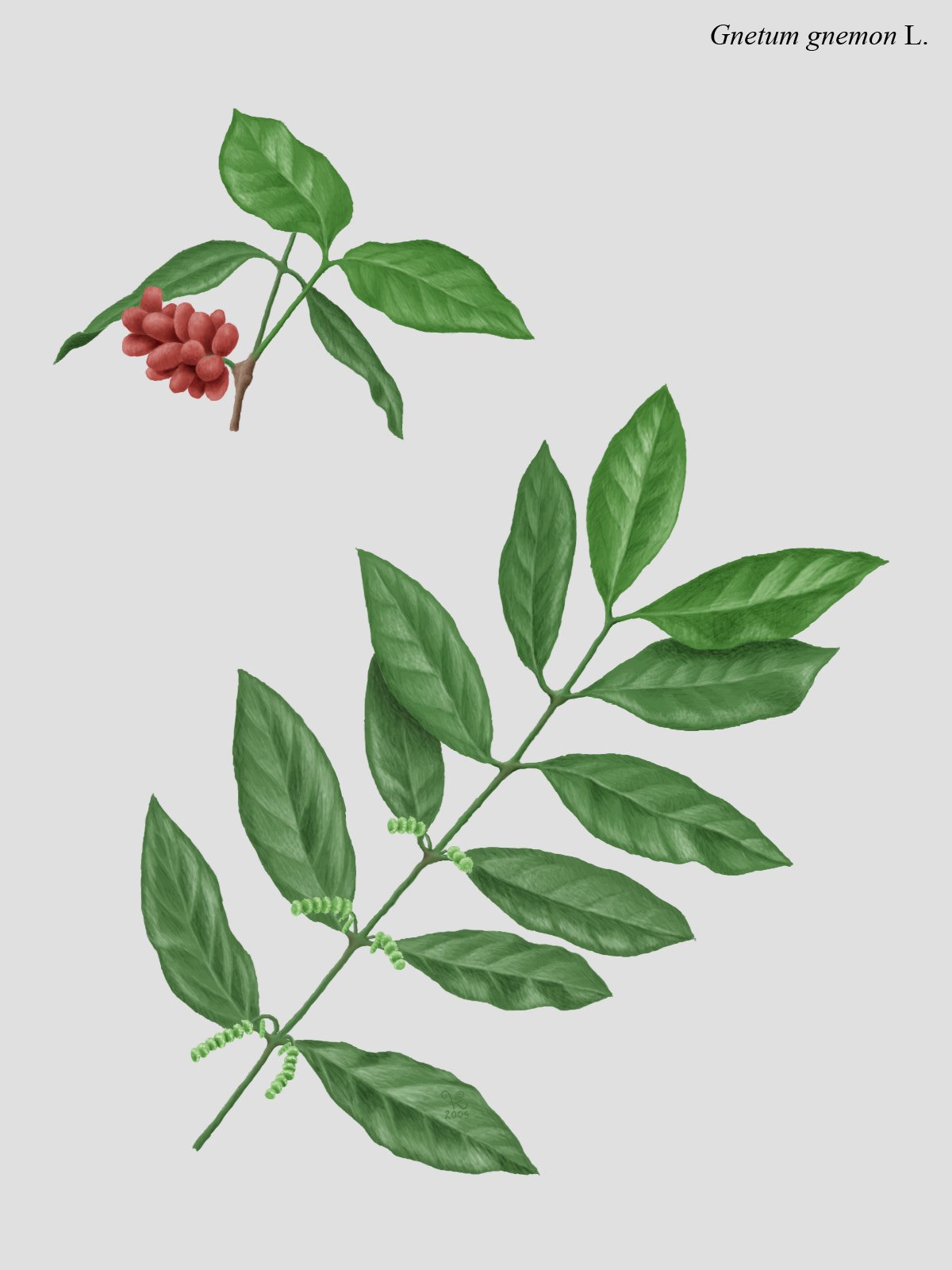 Gnetum