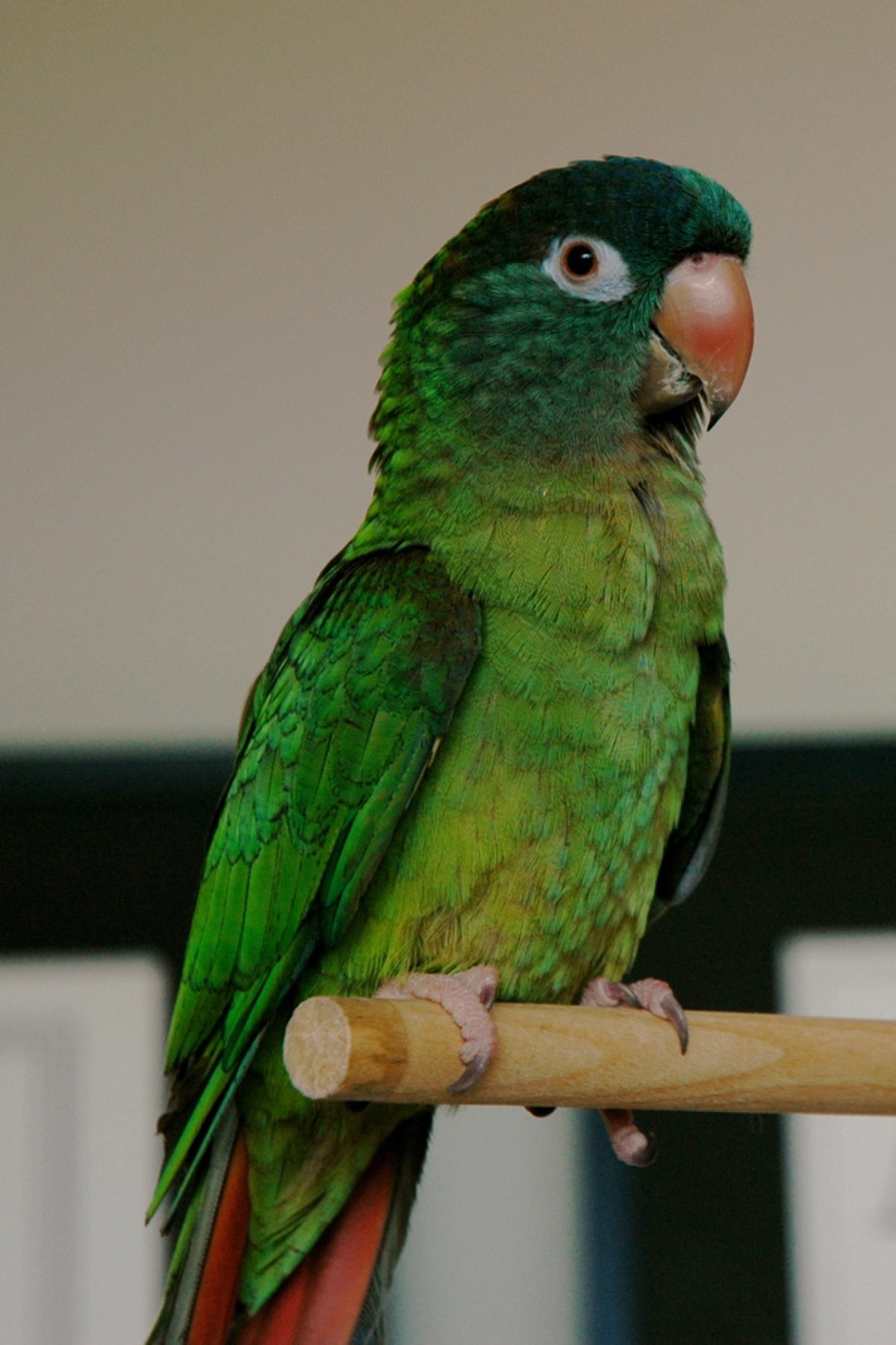 Conure à tête bleue