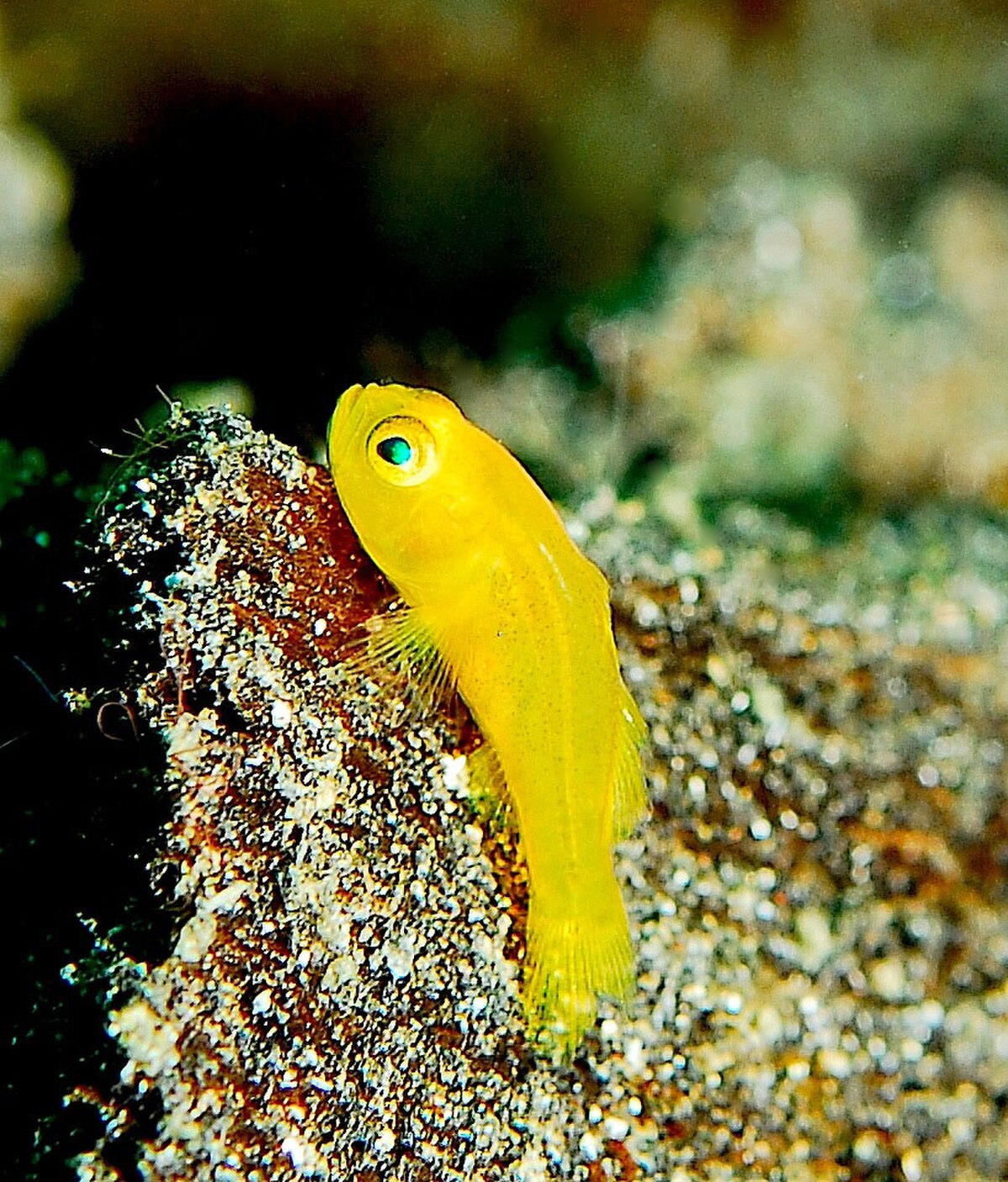 Gobiodon okinawae