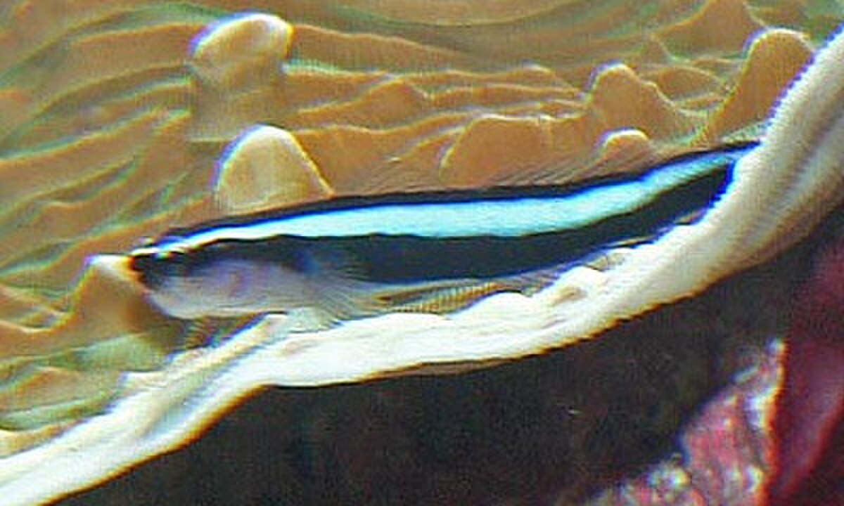 Gobiosoma oceanops