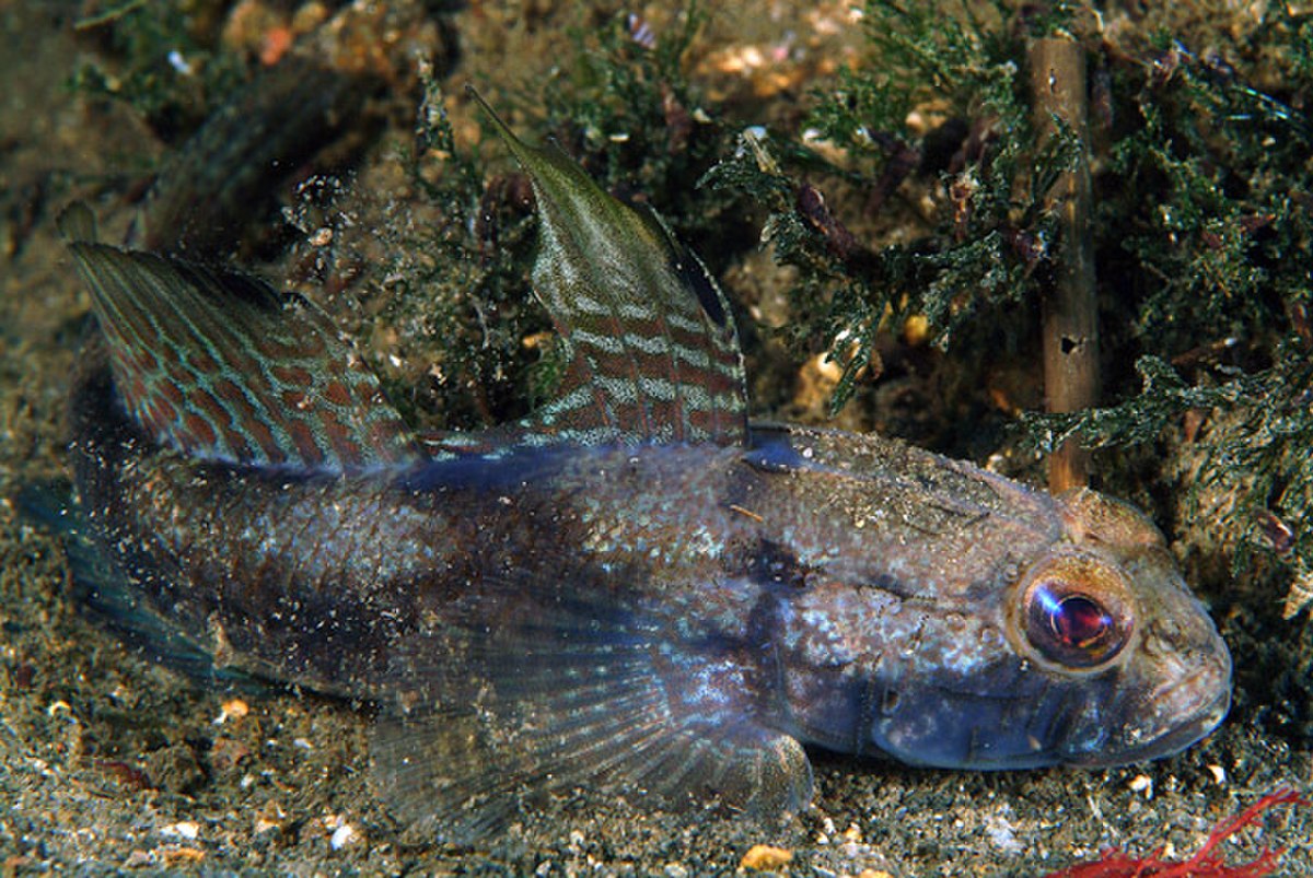 Gobiinae