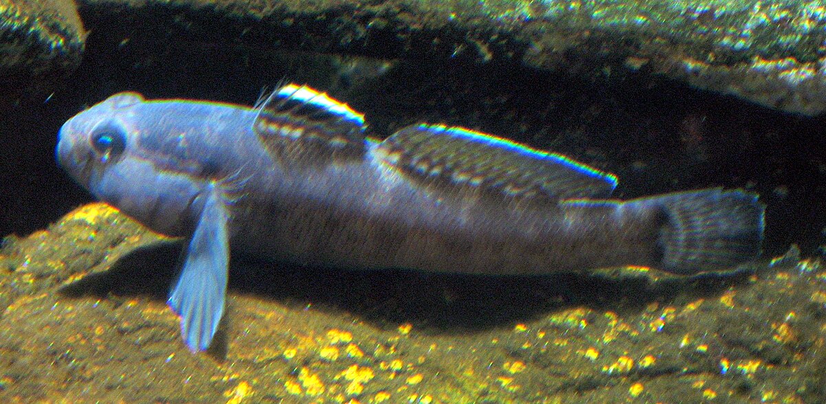 Gobius