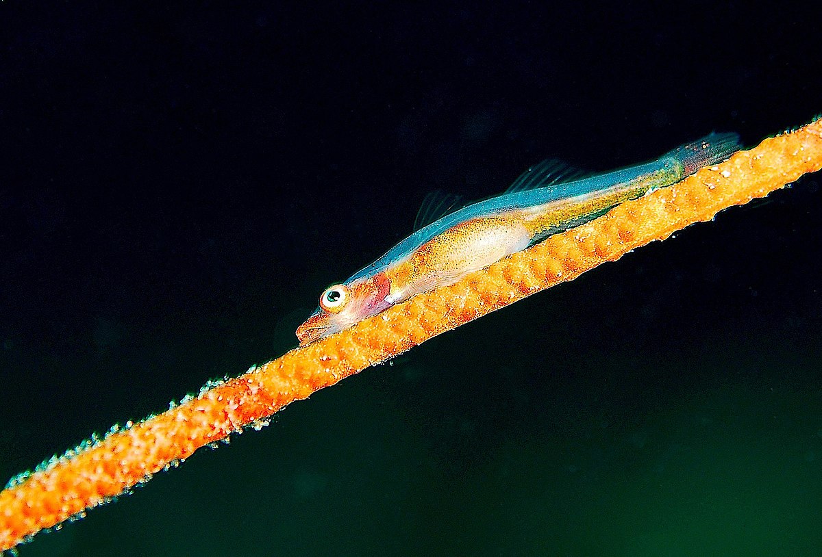 Bryaninops