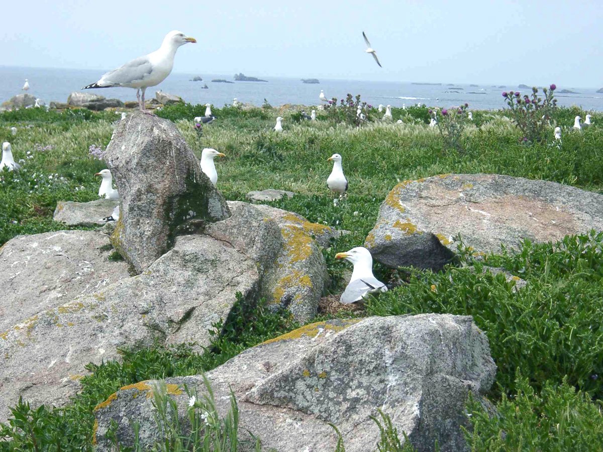 Goeland nidification.jpg