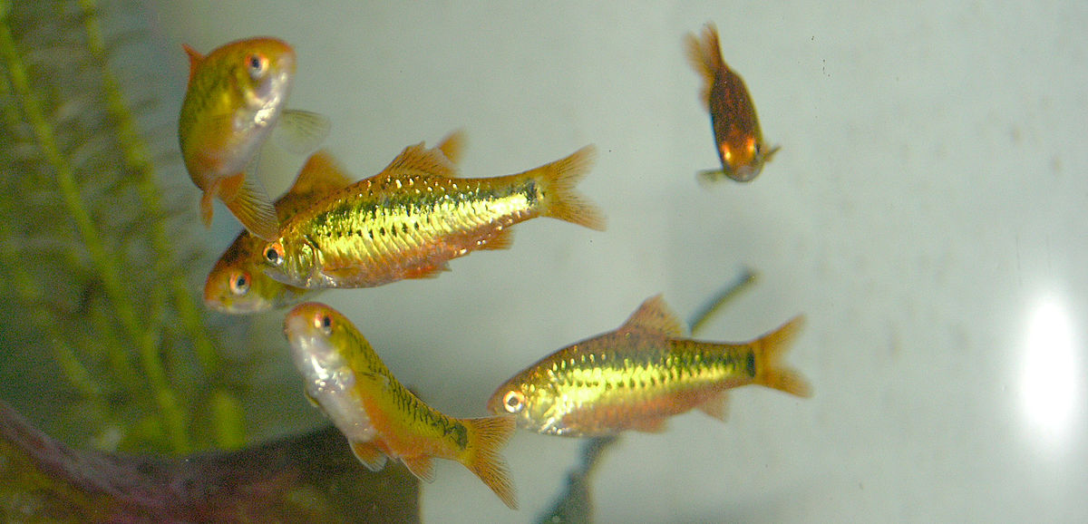 Barbus doré