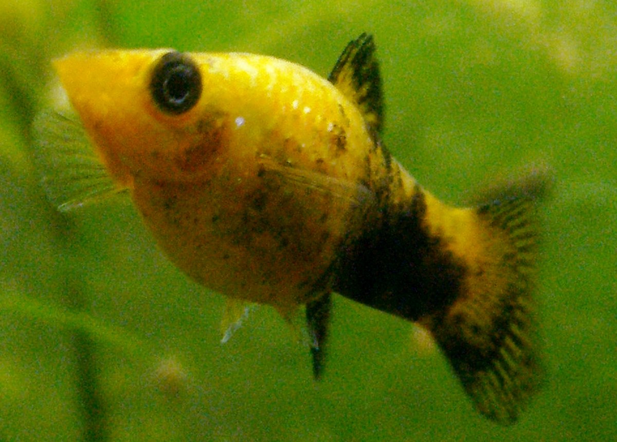 Poecilia sphenops