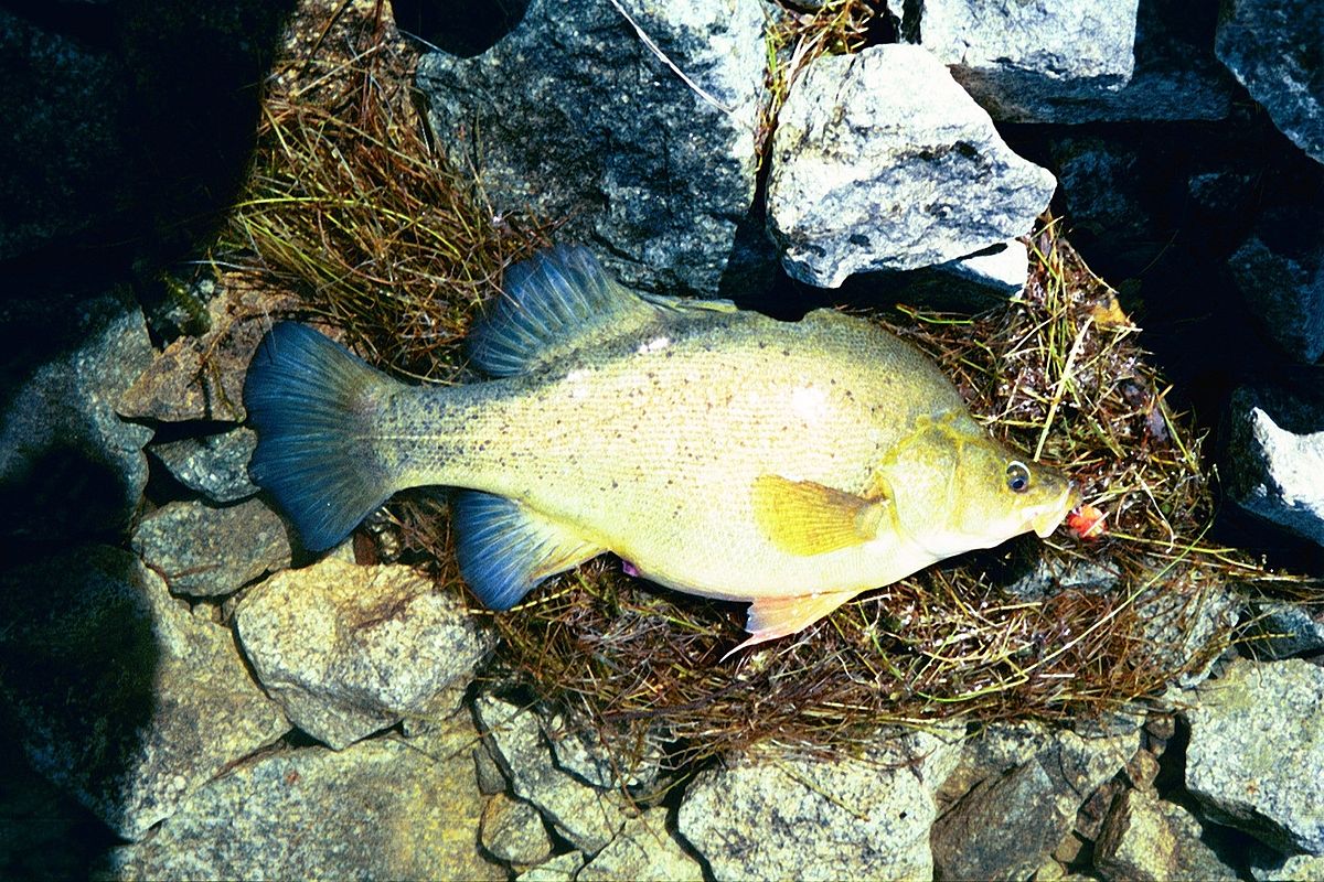 Percichthyidae