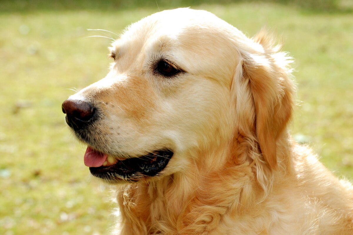 Golden Retriever