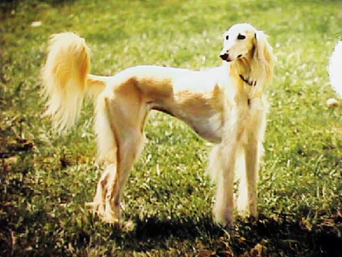Golden saluki.jpg