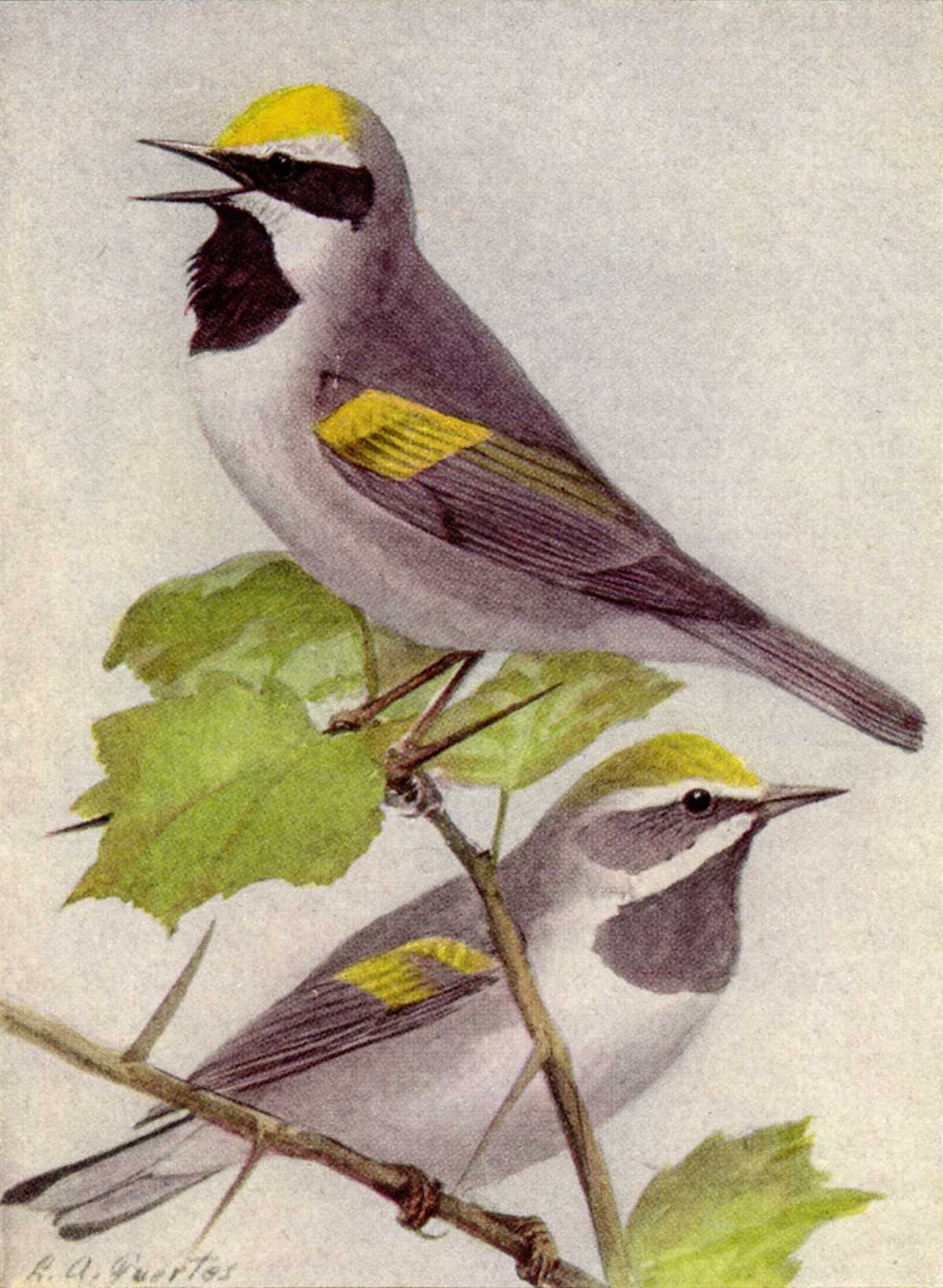 Paruline à ailes dorées