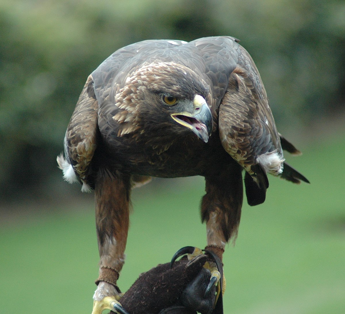 Aigle royal