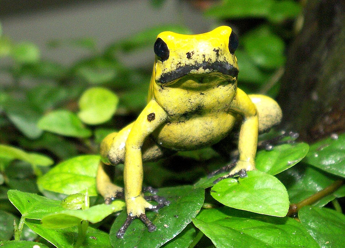 Phyllobates terribilis