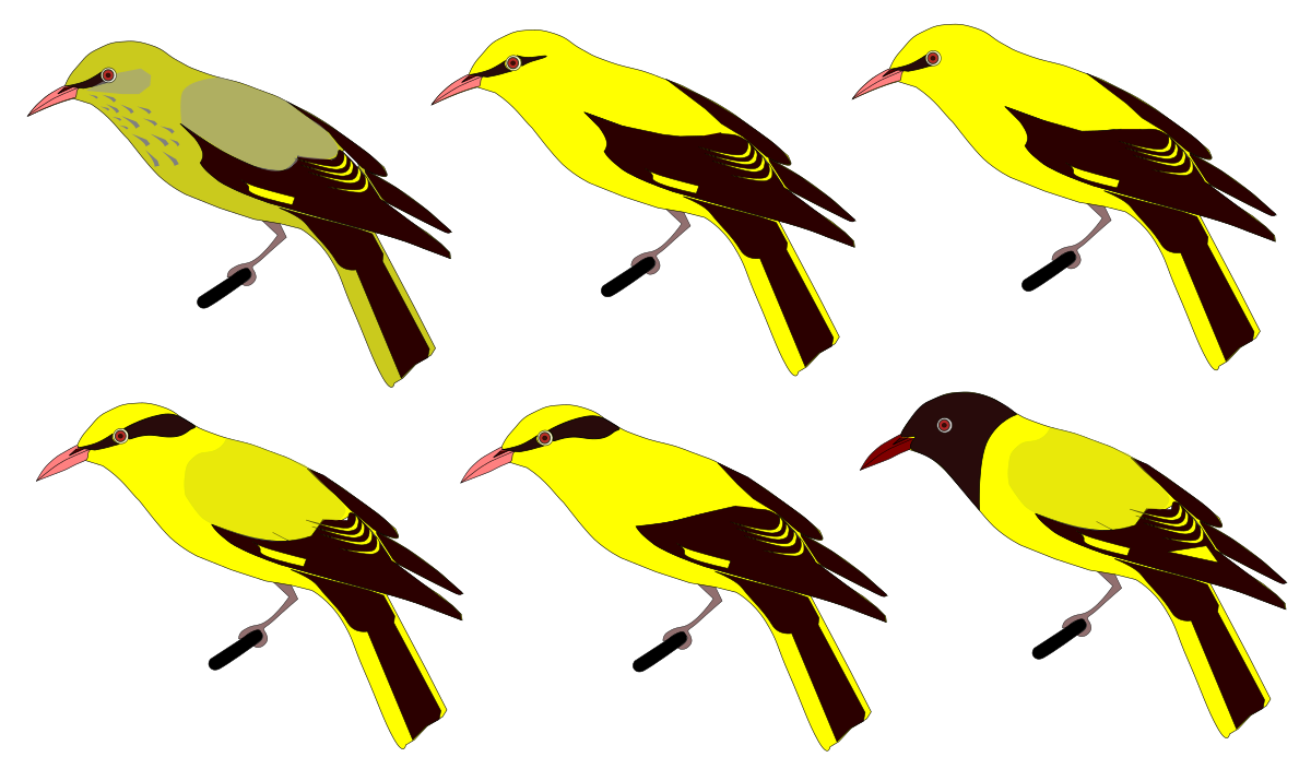 Oriolidae