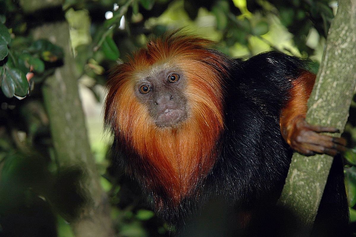 Tamarin lion à tête dorée