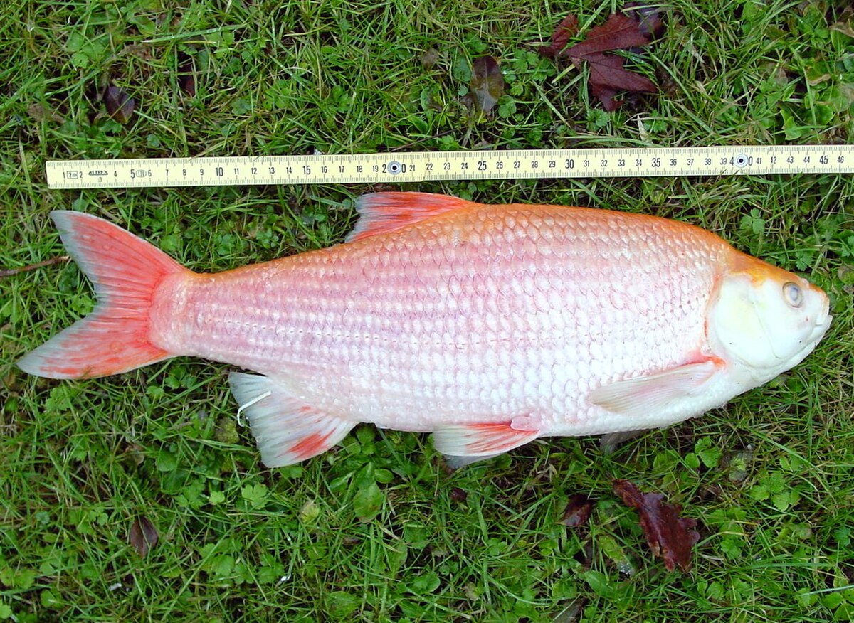 Leuciscus
