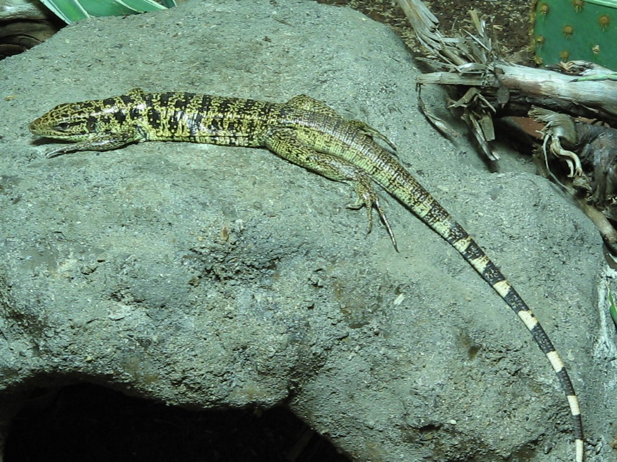 Tupinambis