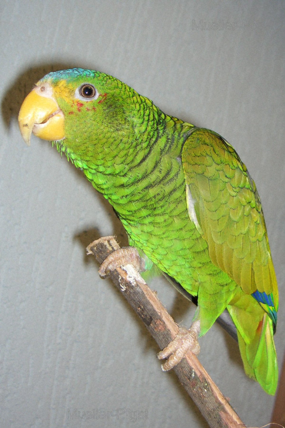 Amazone du Yucatan