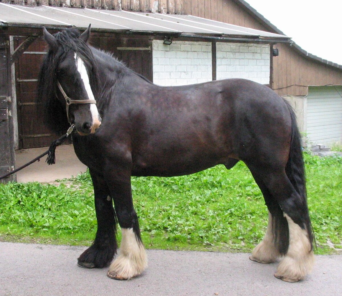 Shire (cheval)