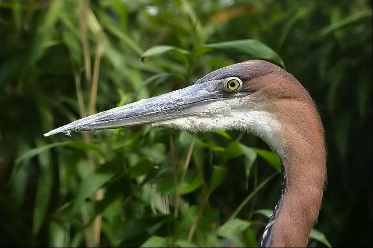 Ardeidae