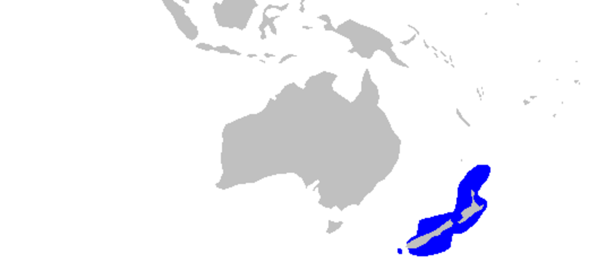 Gollum attenuatus distmap.png