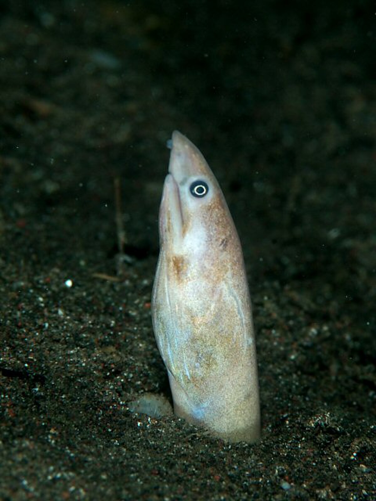 Apterichtus