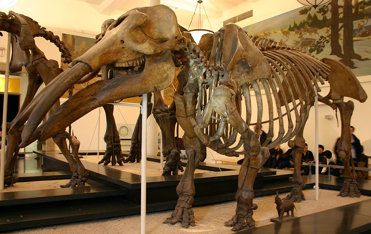 Gomphotheriidae