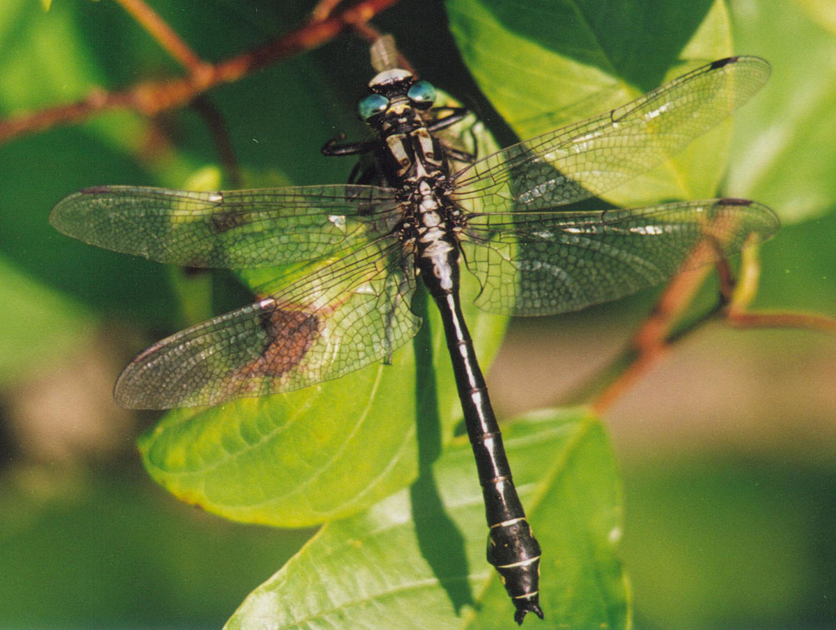 Gomphidae