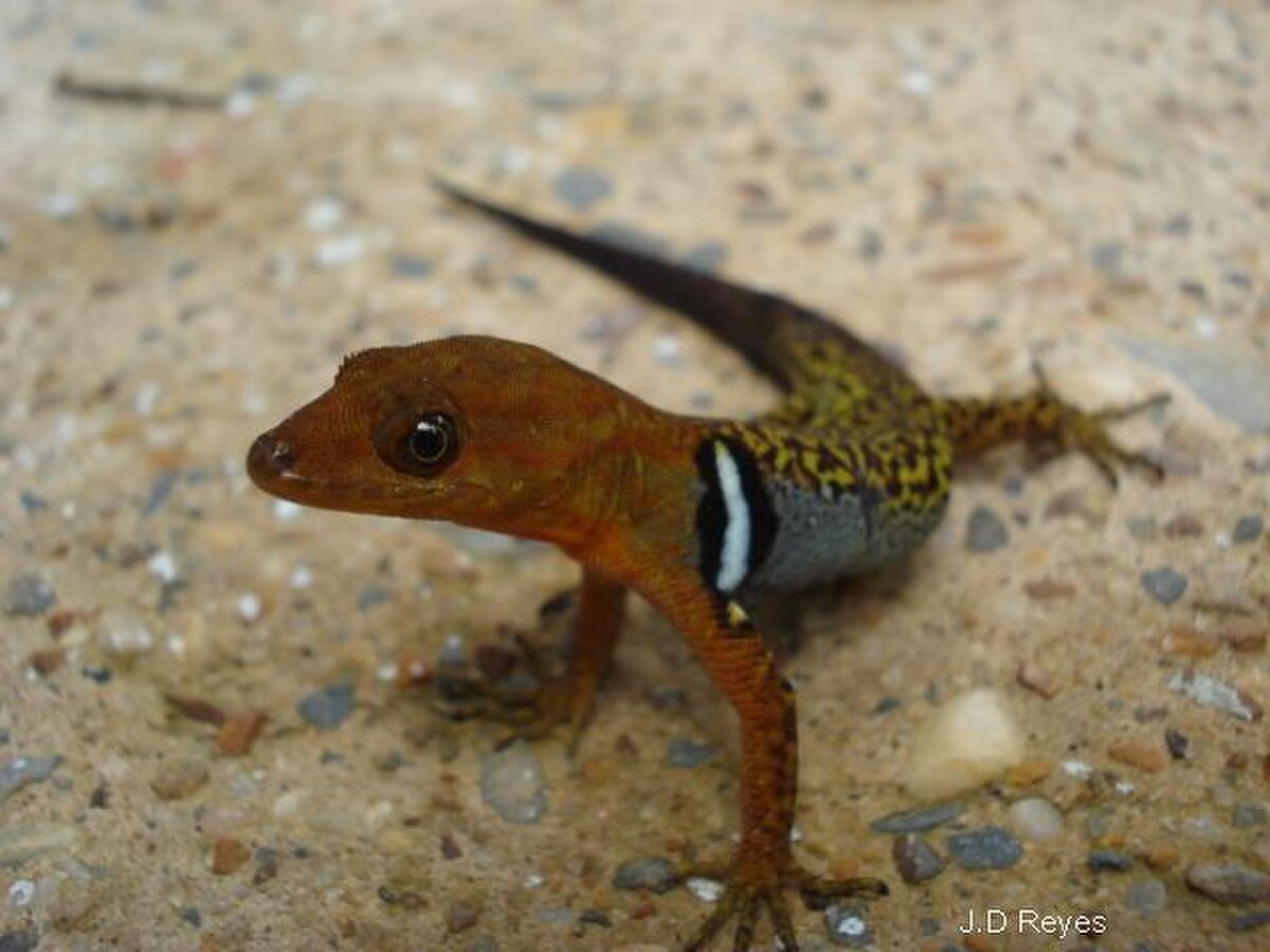 Gonatodes concinnatus