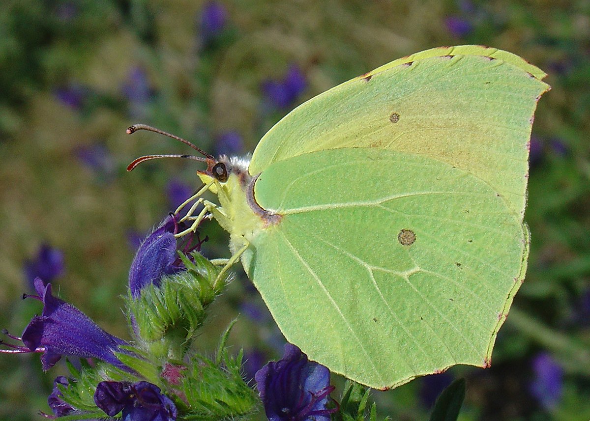 Citron de Provence