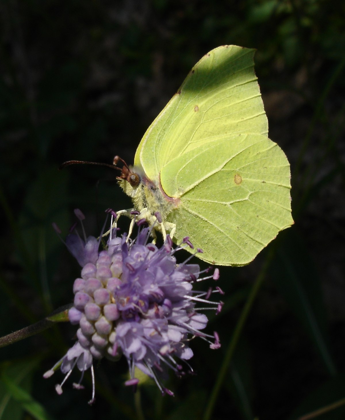 Citron (papillon)