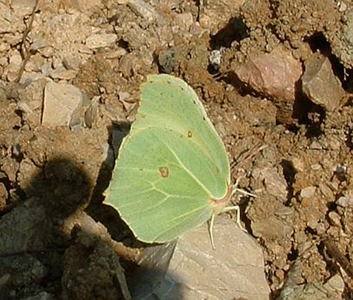 femelle (Franche-Comté)