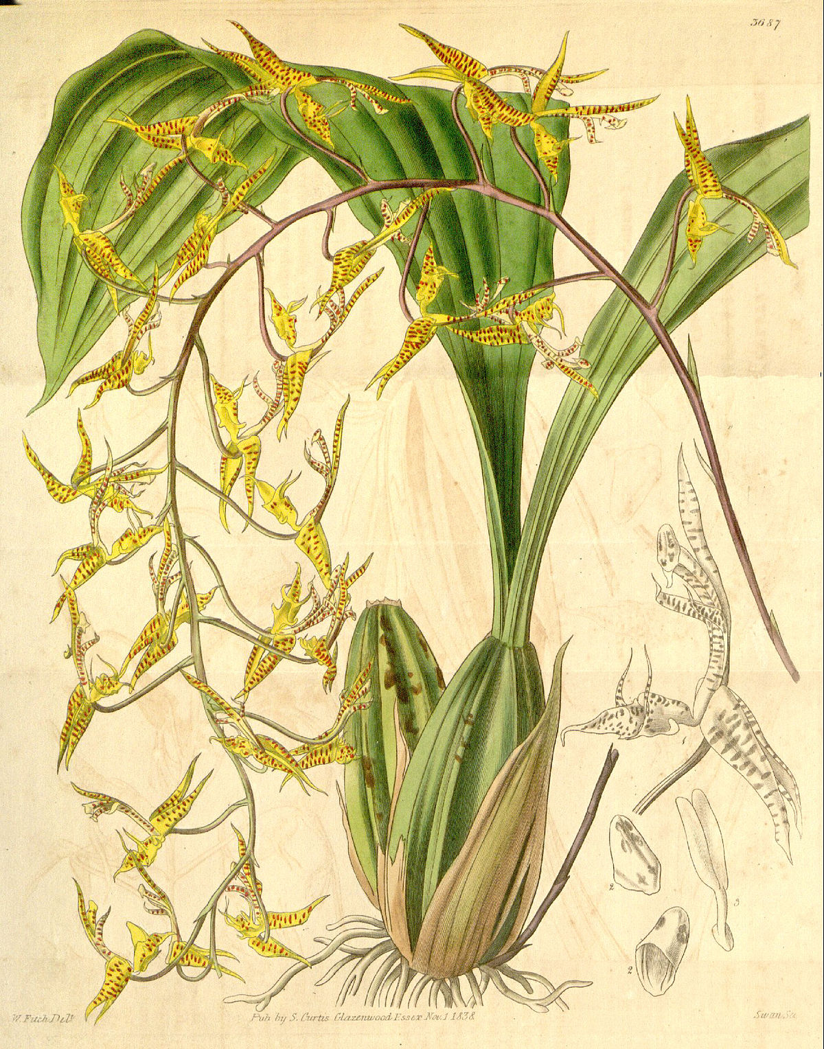 Gongora