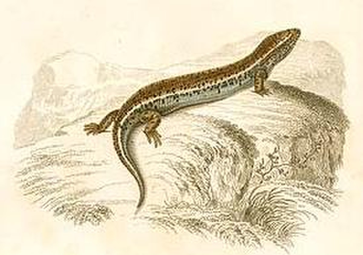 Chalcides