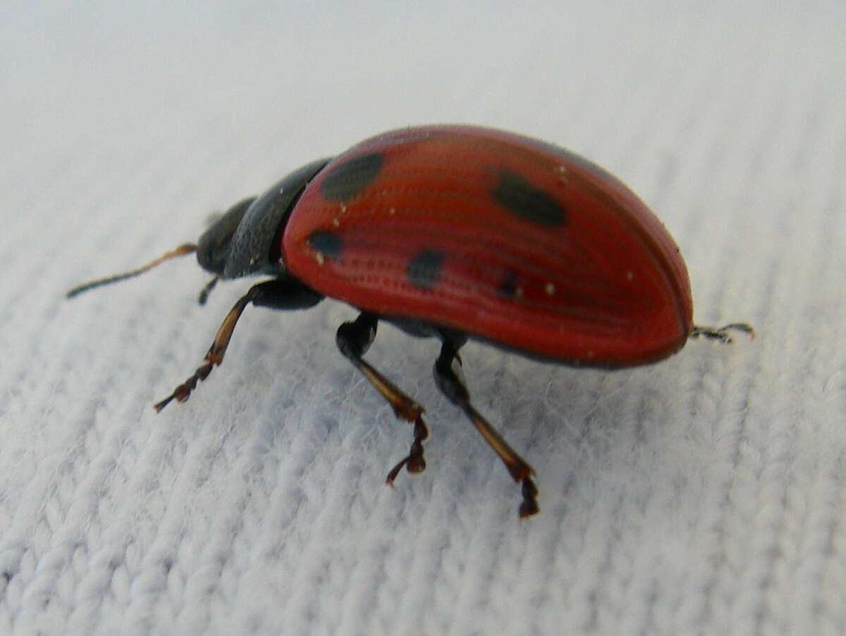 Gonioctena