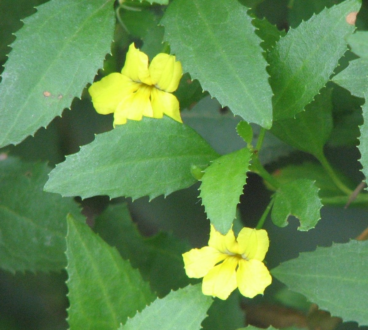 Goodenia