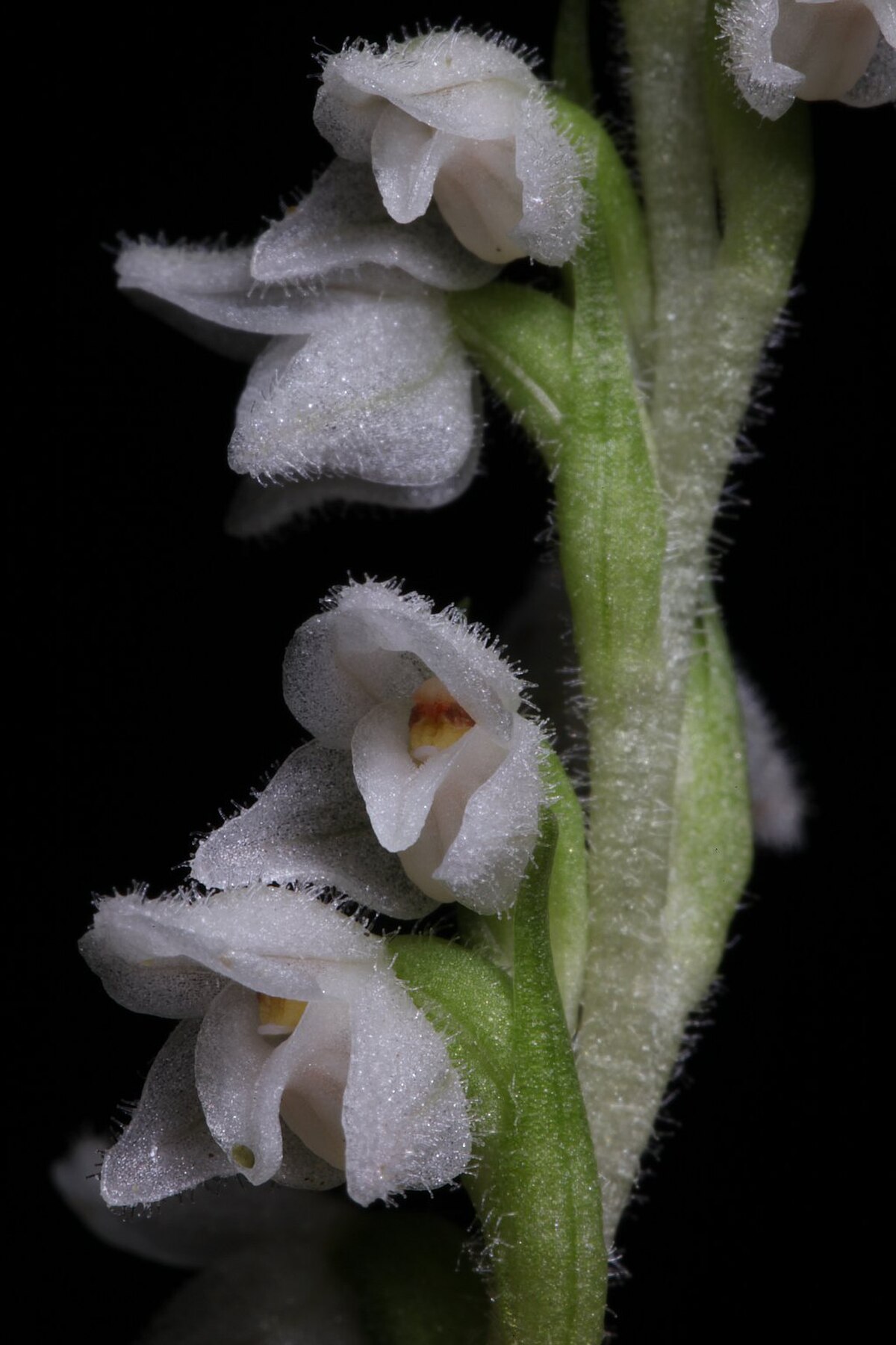 Goodyera
