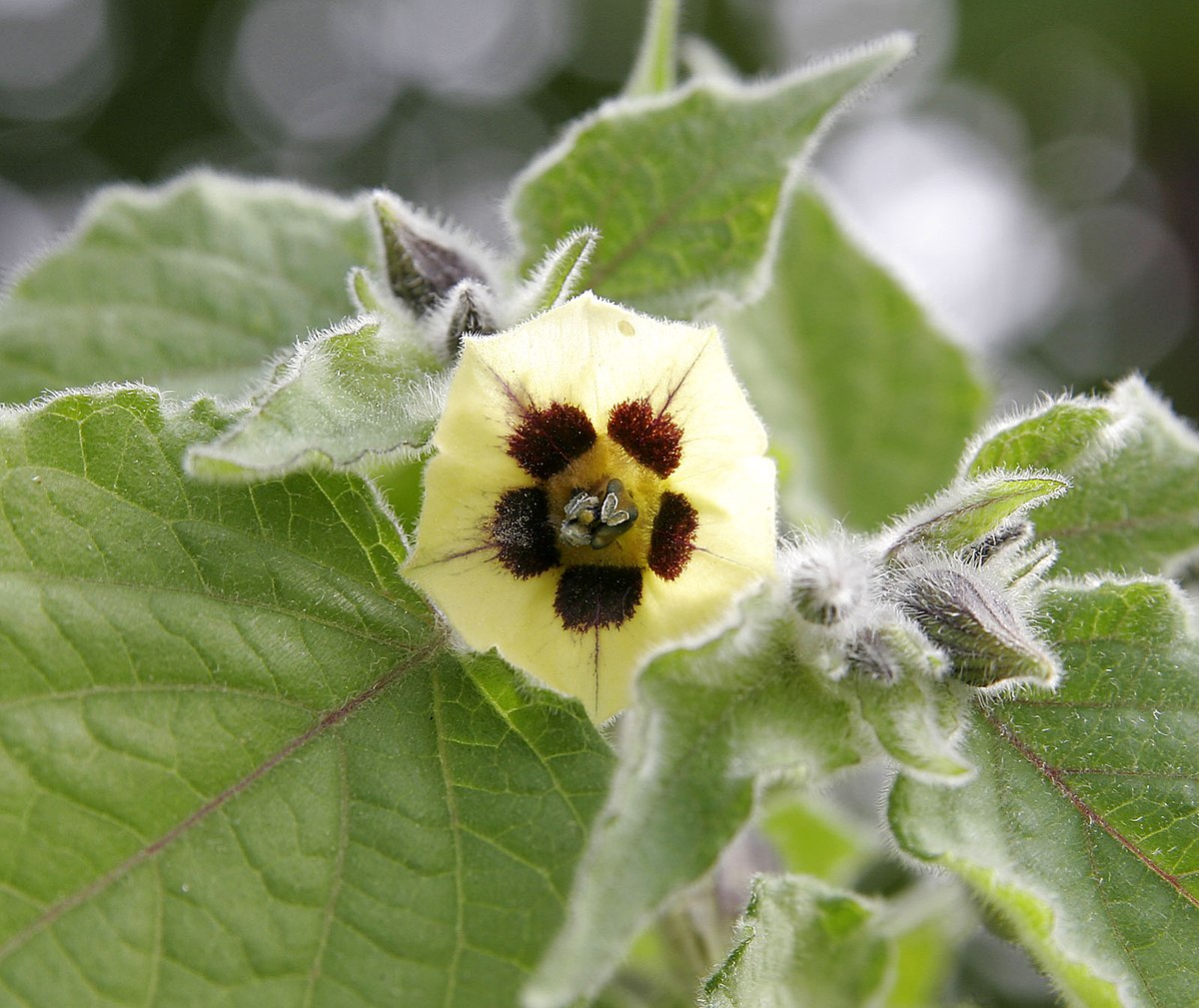 Physalis