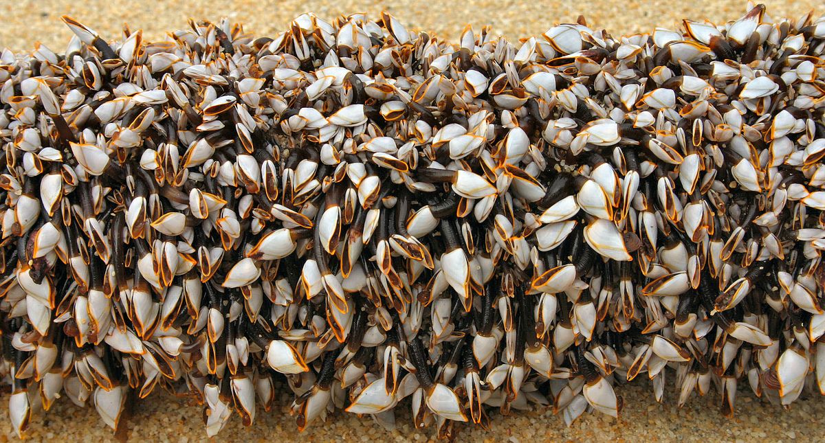Lepadomorpha