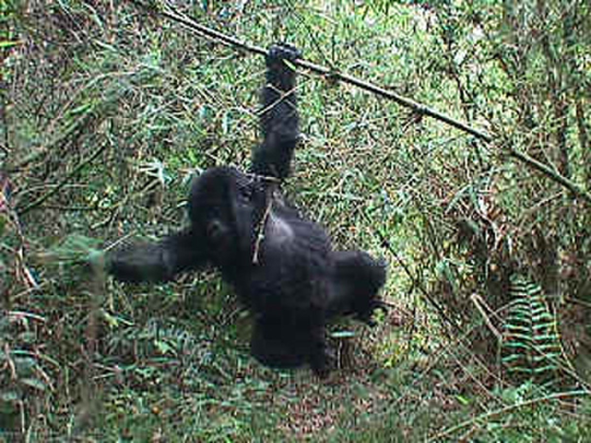 Gorille des montagnes