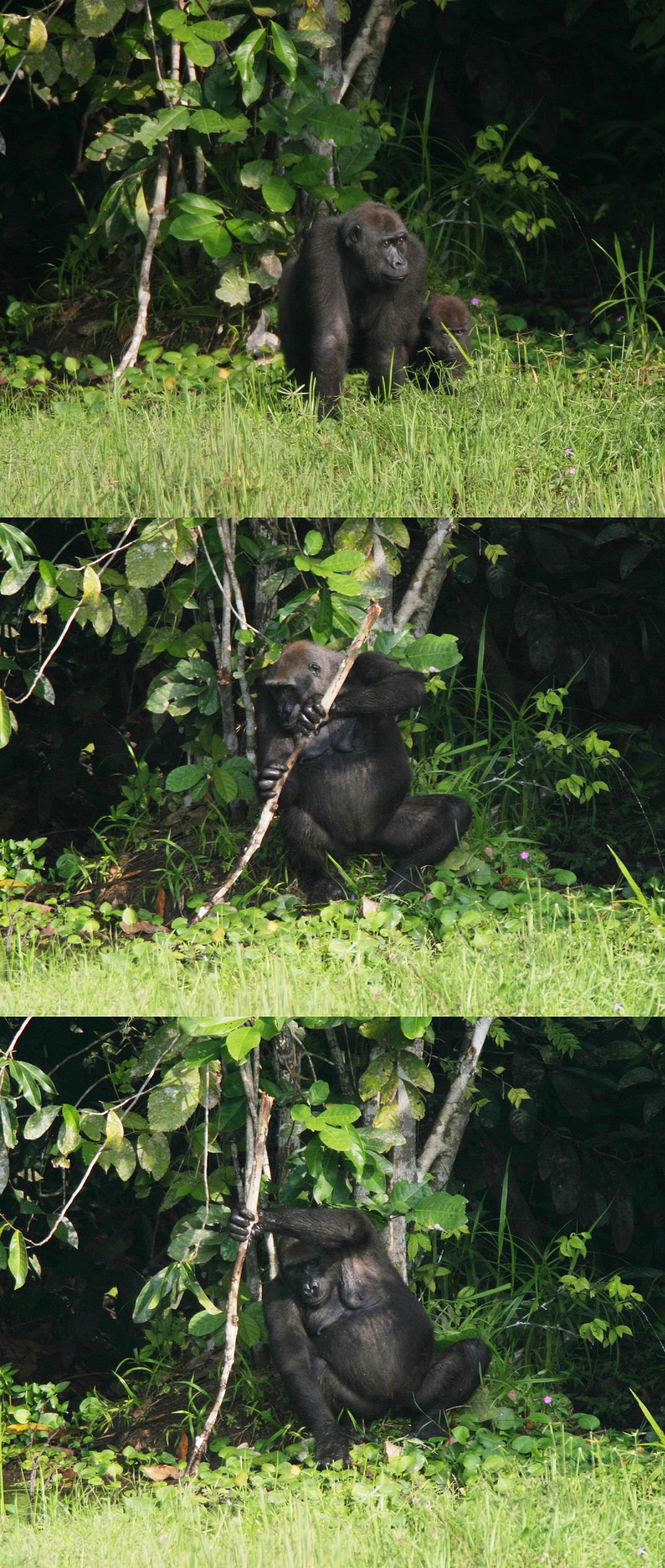 Une femelle gorille utilisant un outil (ici un bâton) pour se stabiliser dans une zone marécageuse et ainsi ramasser de sa main libre des herbes aquatiques (2005)