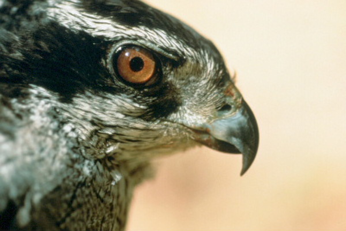 Autour des palombes (Accipiter gentilis)