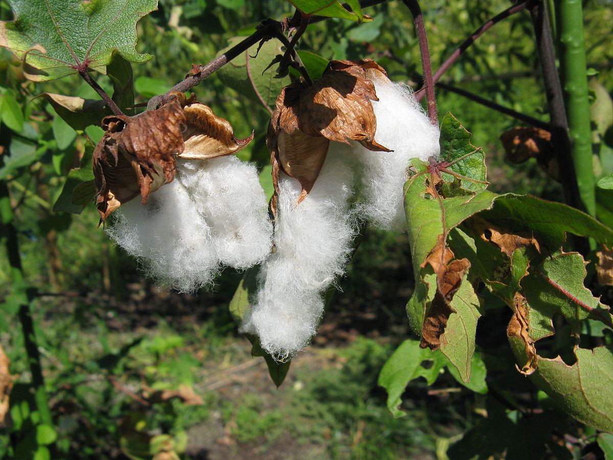 Gossypium