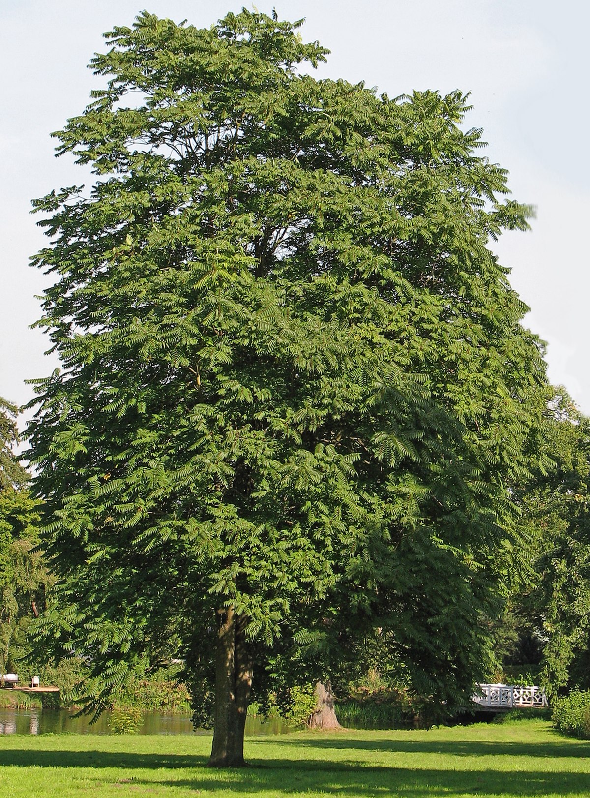 Ailante glanduleux